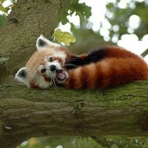 Meet your Posher, Marci